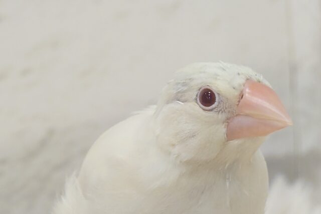 シルバーイノ文鳥