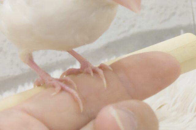 シルバーイノ文鳥