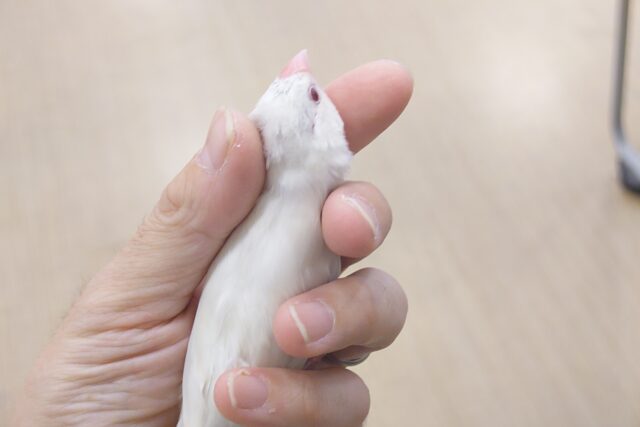 シルバーイノ文鳥