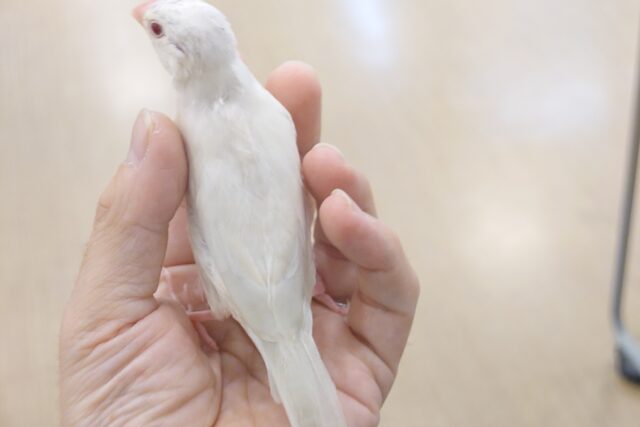 シルバーイノ文鳥