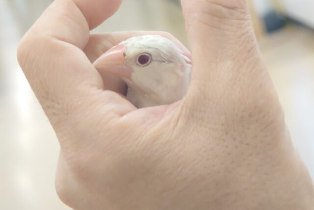 シルバーイノ文鳥