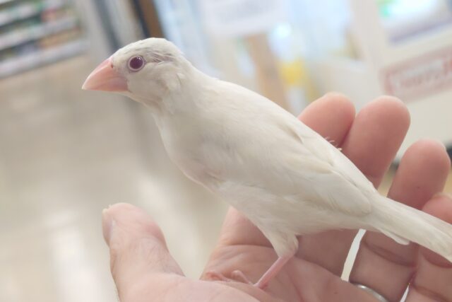 シルバーイノ文鳥