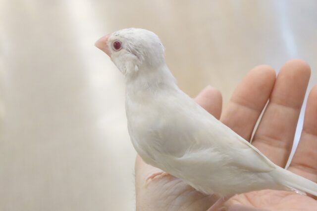 【最新画像更新🪄ひとり餌になりました！】成長じゅんちょー、ｷﾚｲな☆☆～～　シルバーイノ文鳥～～