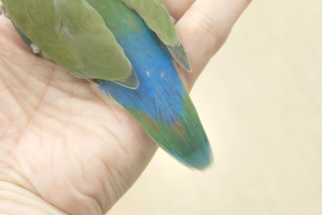 コザクラインコ（小桜インコ）