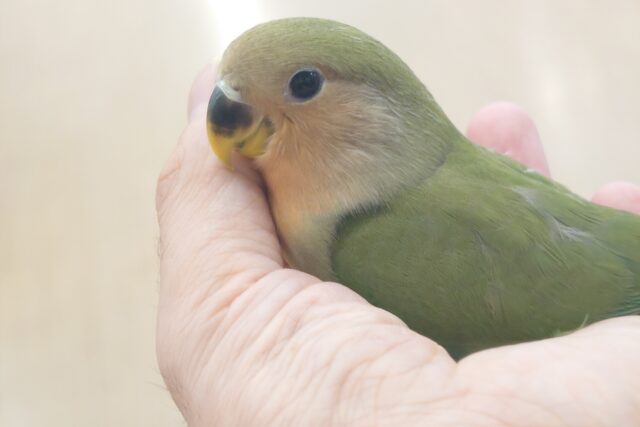 コザクラインコ（小桜インコ）