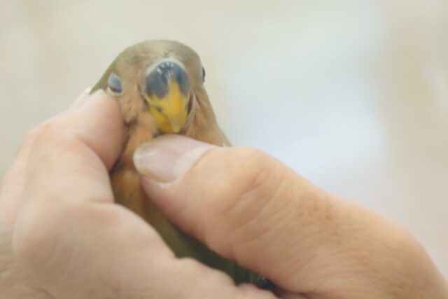 コザクラインコ（小桜インコ）