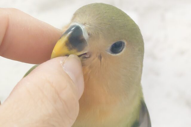 コザクラインコ（小桜インコ）