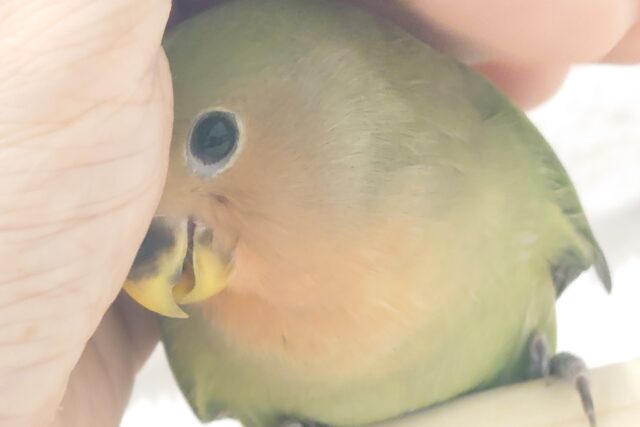 コザクラインコ（小桜インコ）