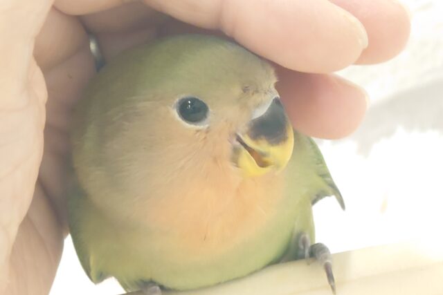 コザクラインコ（小桜インコ）