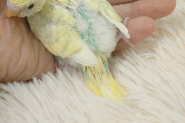 セキセイインコ