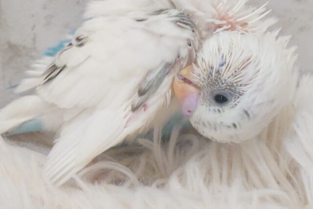 セキセイインコ