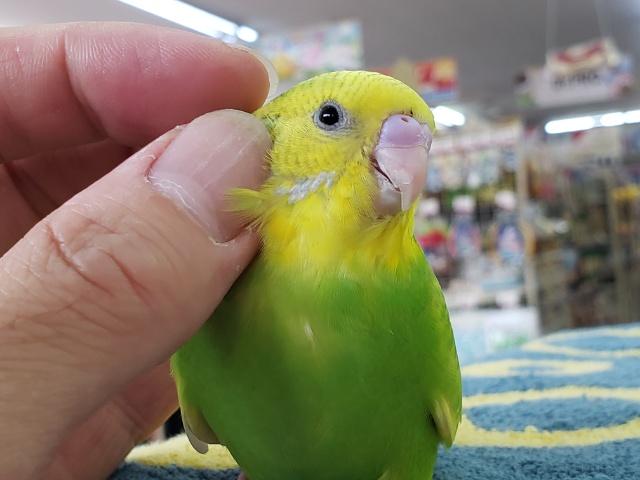 セキセイインコ
