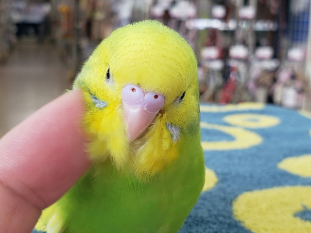 セキセイインコ
