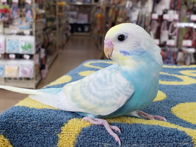 セキセイインコ