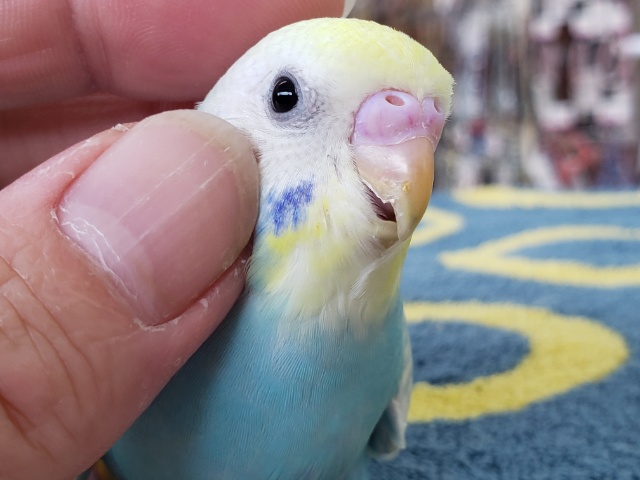 セキセイインコ（パステルレインボースパングル）　淡いカラーの人気者！