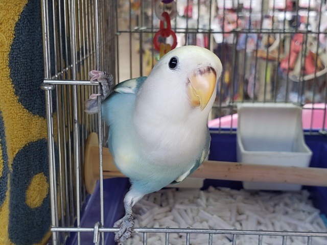コザクラインコ（小桜インコ）