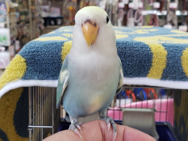 コザクラインコ（小桜インコ）