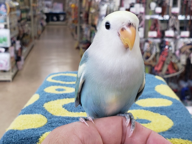 最新画像あり⭐️癒しのブルーカラー🫧コザクラインコ（ブルーチェリーパイド）