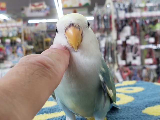 コザクラインコ（小桜インコ）