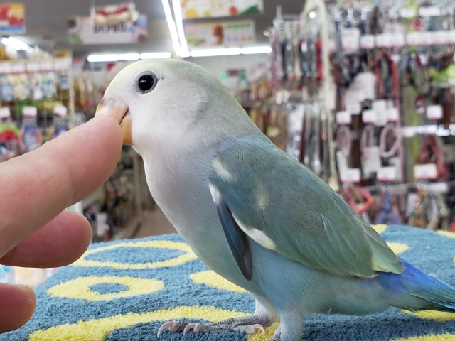 コザクラインコ（小桜インコ）