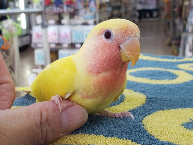 コザクラインコ（小桜インコ）