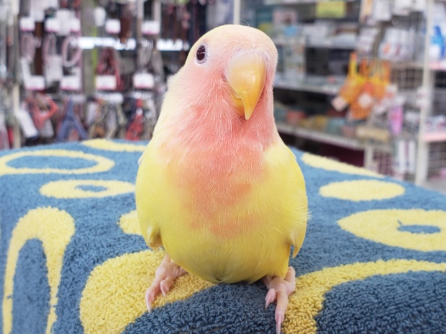 コザクラインコ（小桜インコ）