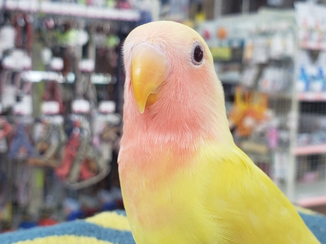 眩しいイエロー✨💖コザクラインコ（ルチノー）