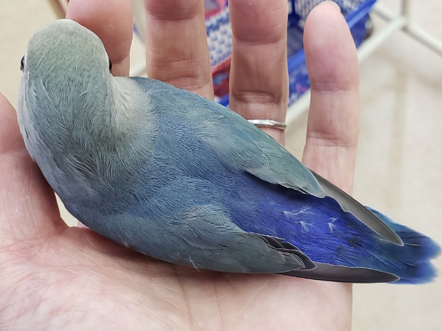 コザクラインコ（小桜インコ）