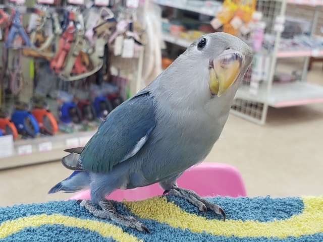 最新画像あり⭐️ダークブルー💙コザクラインコ（ブルー）
