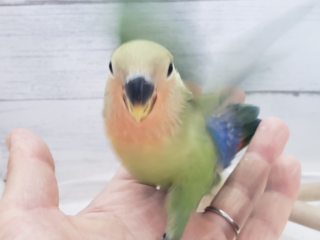 コザクラインコ（小桜インコ）