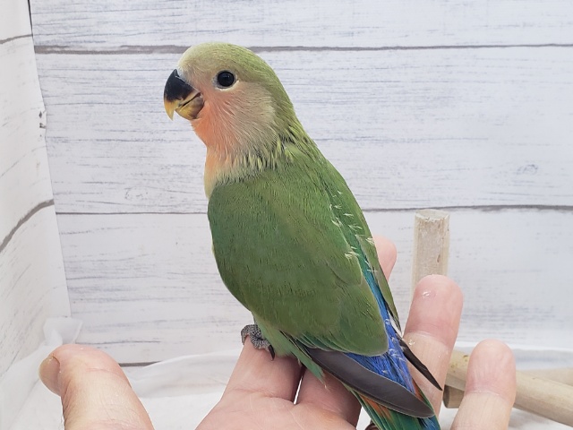 コザクラインコ（小桜インコ）