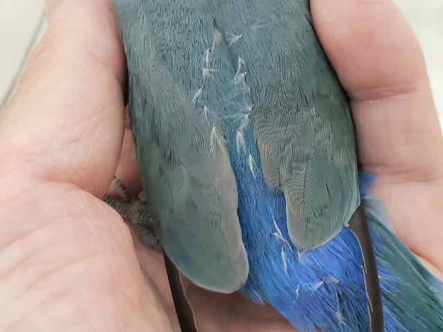 コザクラインコ（小桜インコ）