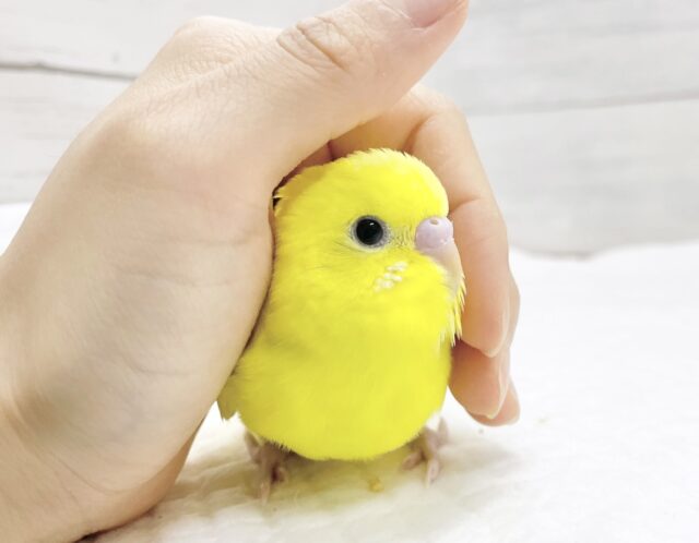 最新画像あり⭐️フレッシュイエロー⭐️✨セキセイインコ（イエローダブルファクター）