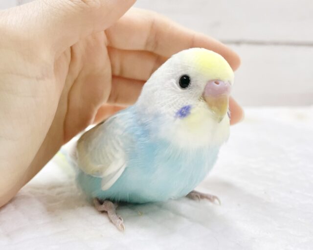 最新画像あり⭐️キラキラ✨レモンソーダ🍋セキセイインコ（パステルレインボースパングル）