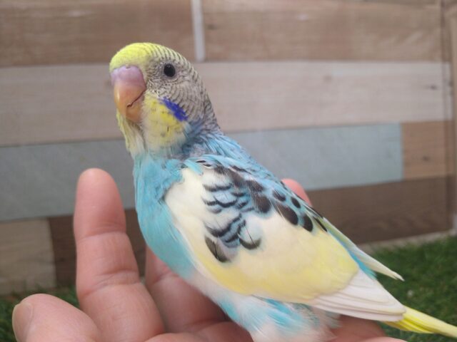 セキセイインコ