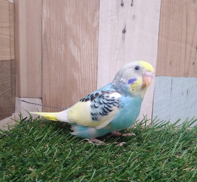 セキセイインコ