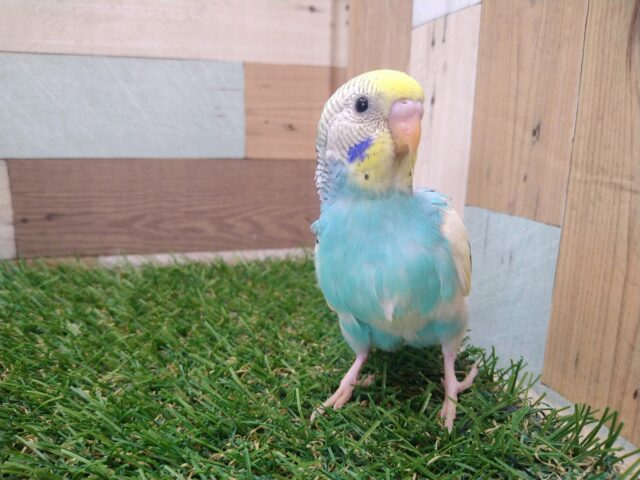 セキセイインコ