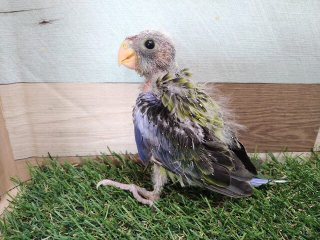 ナナクサインコ（七草インコ）