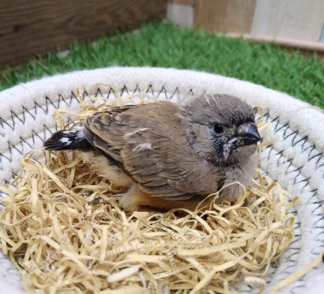 ジャンボキンカチョウ