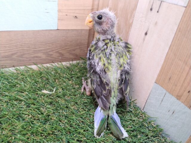 ナナクサインコ（七草インコ）