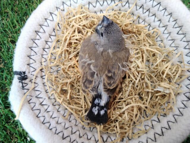 ジャンボキンカチョウ