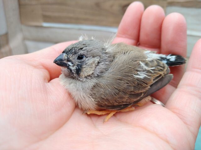 ジャンボキンカチョウ