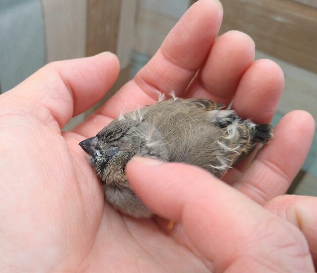 ジャンボキンカチョウ