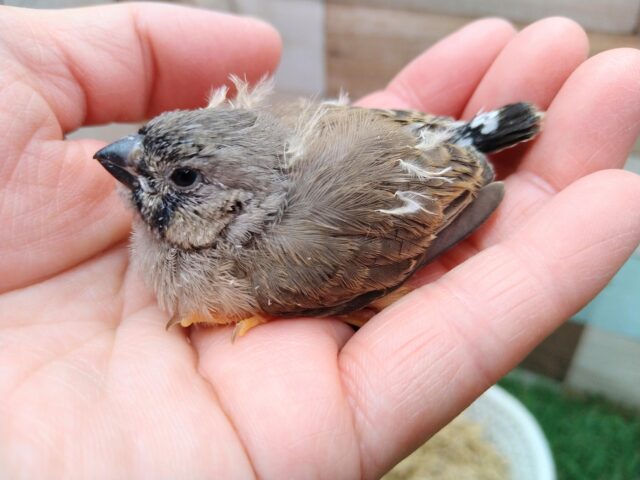 ジャンボキンカチョウ