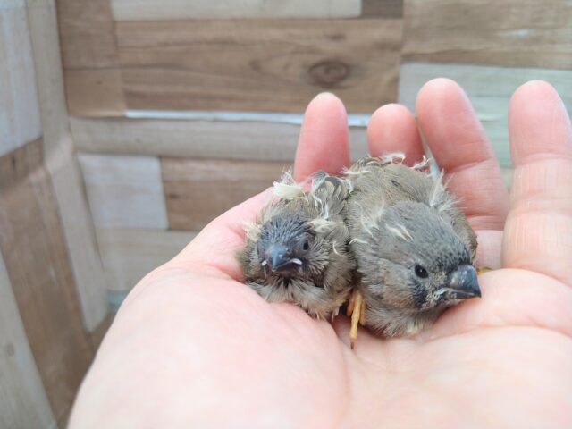 ジャンボキンカチョウ