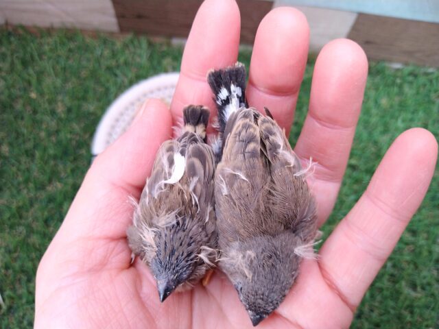 ジャンボキンカチョウ