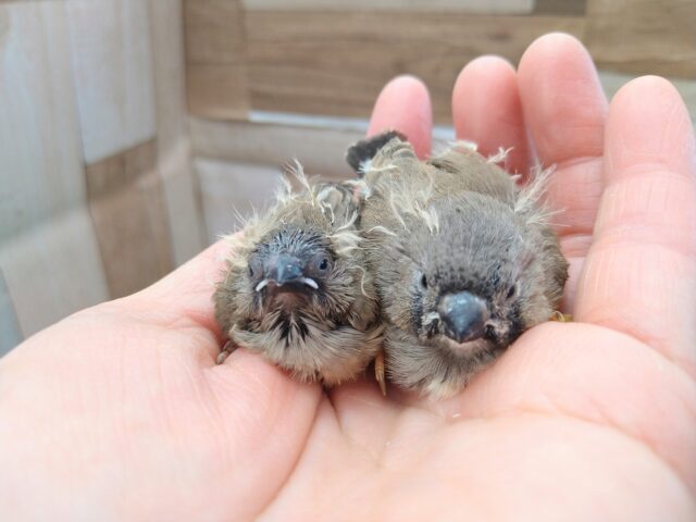 ジャンボキンカチョウ