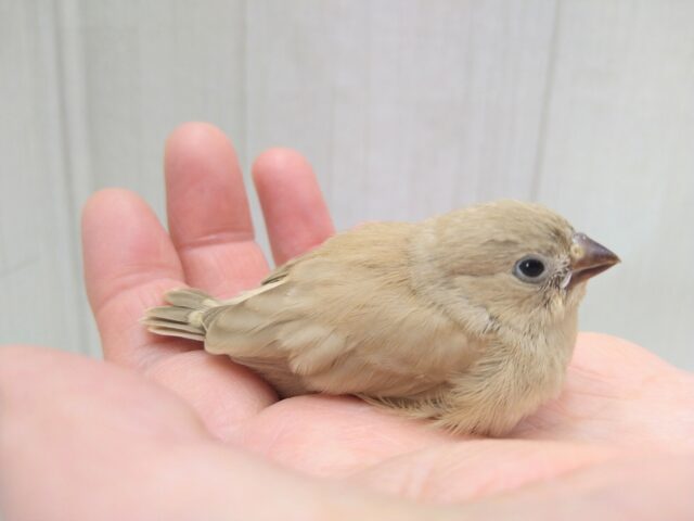 錦花鳥（キンカチョウ）