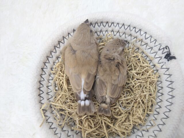 錦花鳥（キンカチョウ）