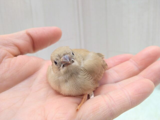 錦花鳥（キンカチョウ）